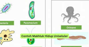 Contoh Makhluk Hidup Uniseluler