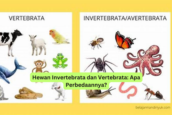 Hewan Invertebrata Dan Vertebrata Apa Perbedaannya Riotallo Com