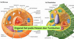 Organel Sel pada Hewan dan Tumbuhan