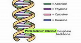 Perbedaan Gen dan DNA