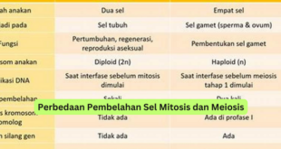 Perbedaan Pembelahan Sel Mitosis dan Meiosis