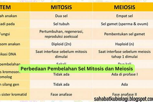 Perbedaan Pembelahan Sel Mitosis Dan Meiosis 5833