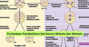 Perbedaan Pembelahan Sel Secara Mitosis dan Meiosis