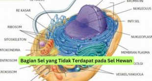 Bagian Sel yang Tidak Terdapat pada Sel Hewan