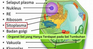 Organel Sel yang Hanya Terdapat pada Sel Tumbuhan