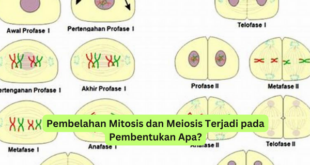 Pembelahan Mitosis dan Meiosis Terjadi pada Pembentukan Apa