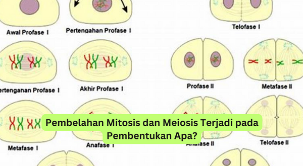 Pembelahan Mitosis dan Meiosis Terjadi pada Pembentukan Apa